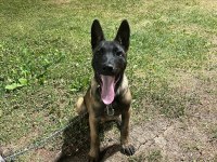 4 aylık malinois belçika kurdu