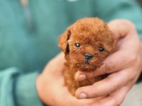 Toy-Teacup Poodle