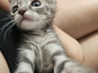 Tatlı Tekir Kedi