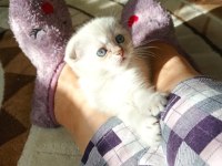 SON KALAN 2 YAVRU KEDİMİZ
