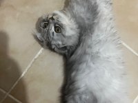 Erkek scottish fold silver tabby