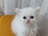 BRİTİSH SHORTHAİR YAVRUM
