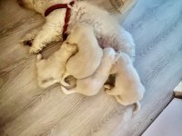 Beyaz meleklerim terrier maltese