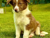 Border Collie Yavruları Aşıları tam 