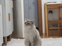 Blue point british shorthair