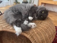 Scottish fold longhair kedimize yeni bir ev arıyoruz