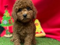 Sevimli Toy Poodle Yavrularımız