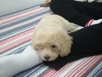 2.5 aylık aşıları tamam dişi maltipoo