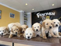 BABY FACE GOLDEN RETRIEWER YAVRULARI SAFKAN BELGELİ ANKARA