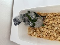 El BESLEME BEBEK GÖKKUŞAĞI LORİ BEBEKLERİMİZ