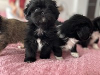 Safkan Shih tzu yavruları