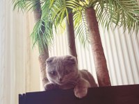Scottish fold kedim 1 buçuk yaşındadır bir kez doğum yaptı