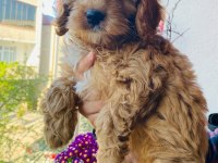 2.5 aylık maltipoo