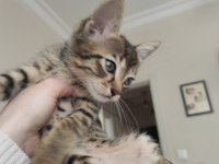 2 aylık bebek kedilere yuva olur musunuz