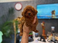 Safkan Toy Poodle Yavrular