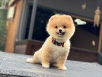Sağlık Ve Irk Garantili Pomeranian Köpeğimiz