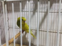 2 çift ve 4 yavru muhabbet kuşu (1 çiftin 4 yavrusu var)