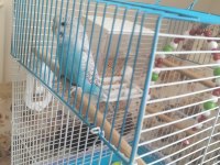 Mavi beyaz muhabbet kuşu dişi