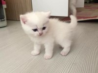 British Shorthair Yeni yavrular (Beyaz&Gri) ANKARA/Polatlı