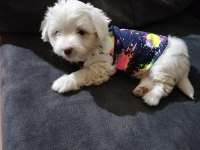 Son dişi köpeğimiz menemen