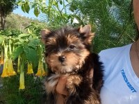 Yorkshire terrier yavrular