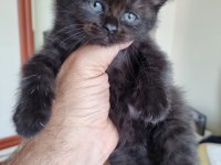 British Shorthair Bebekler