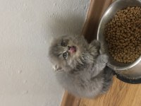 45 günlük sevimli Scottish fold yavrular