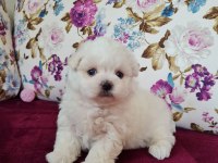 MİNİ BOY MALTESE TERRİER YAVRULARI (Kore Kanı)