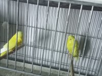 Jumbo japones show jumbo muhabbet kuşu