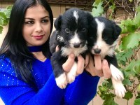 Zeka küpü border collie yavrularım