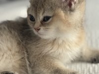 Golden renkte british shorthair 2 aylık bebekler