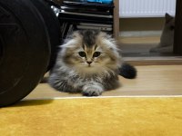Scottish Fold Longhair