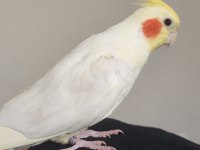 Evcil erkek sultan papağanı