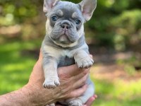 Fransız bulldog exotic blue lilac tan mavi göz orijinal saf