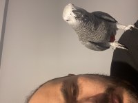 Evcil konuşan jako papağanı