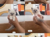 Ragdoll bebeklerimiz yeni yuvalarini ariyor