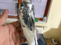 Full Evcil Evlere Maskot Wf Erkek Sultan Papağanı