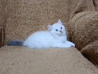 British shorthair silver point kızımız