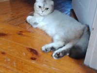 Scottish fold 1.5 yaşında