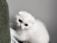 20 Şubat Doğumlu Scottish Fold Yavrular