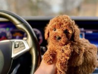 Kore Kan Red Toy Poodle Yavrularım