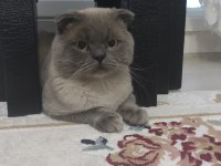 50 günlük Scottish fold ve British Shorthair