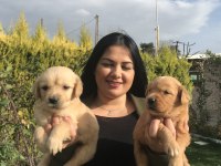 Baby face golden retriever yavrularım