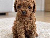 Sevimli Poodle Yavrularımız Hazır