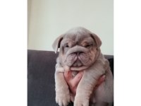 ÜST DÜZEY ŞECERELİ İNGİLİZ BULLDOG YAVRULAR