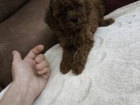 Kore kan red brown toy poodle dişi erkek yavrular