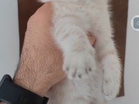British shorthair kedisi