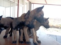 Malinois bebekler yeni yuvalarını arıyorlar