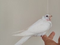 Albino bebek sultan papağanı