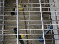 İspinoz finch